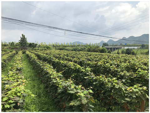 必发7790(中国区)电子集团-线上平台登录入口